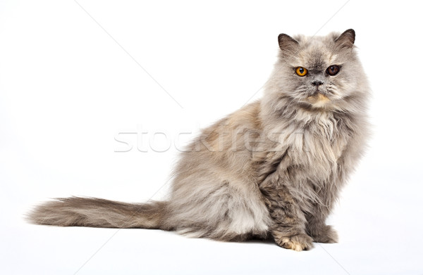 Gatto persiano bianco occhi buy animali pet Foto d'archivio © chrisdorney