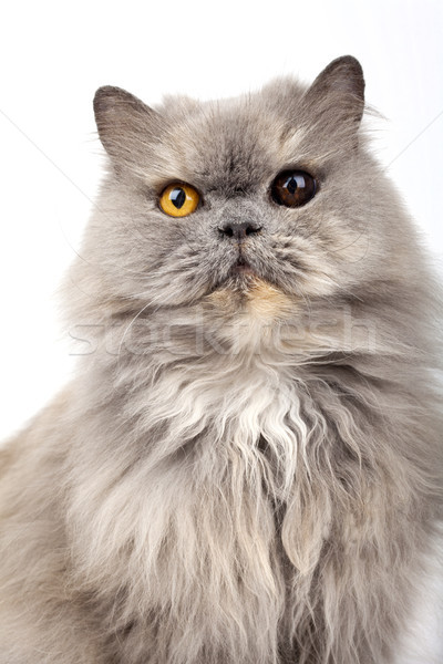 Stockfoto: Perzische · kat · witte · ogen · kopen · huisdieren · huisdier