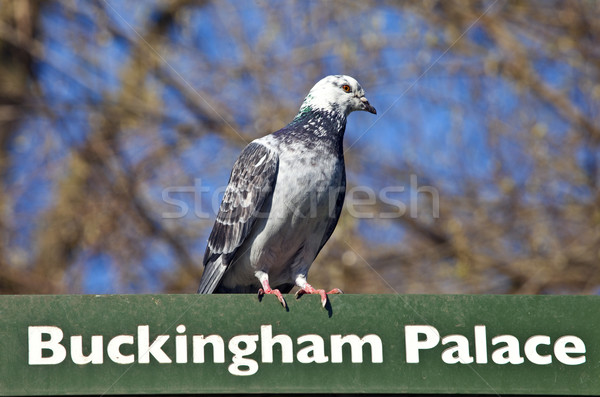 Piccione cartello Londra Buckingham Palace alberi segno Foto d'archivio © chrisdorney