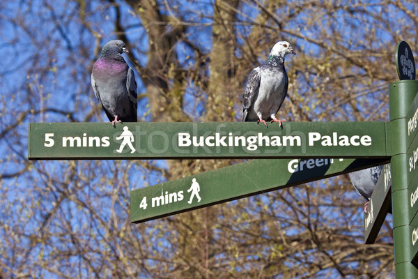 Pigeons on Pedestrian Signposts in London Stock photo © chrisdorney