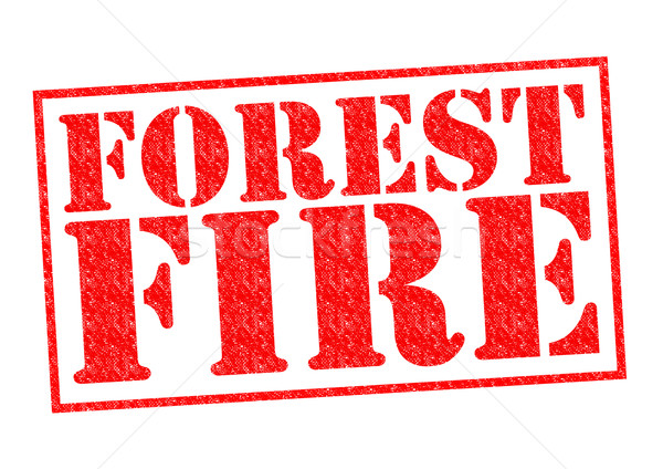 FOREST FIRE Stock photo © chrisdorney