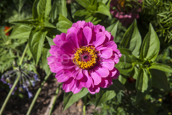 Zinnia Flower Stock photo © chrisdorney