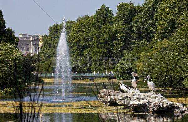 Pelicans in St. James's Park Stock photo © chrisdorney