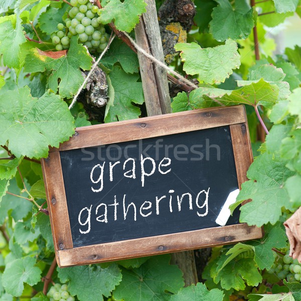 Grape gathering Stock photo © ChrisJung