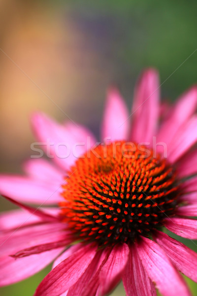 Kwiat zdrowia zioła wellness narkotyków kwiat Zdjęcia stock © ChrisJung