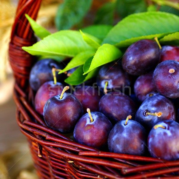 Zbiorów czasu owoce jesienią odżywianie Zdjęcia stock © ChrisJung