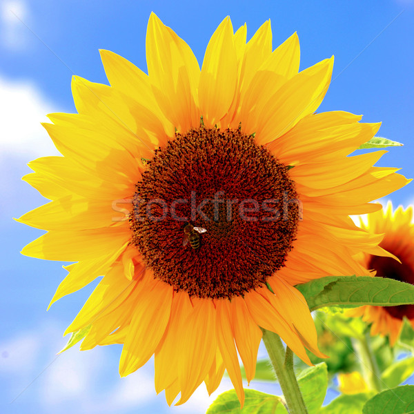 Floarea-soarelui albină Imagine de stoc © ChrisJung