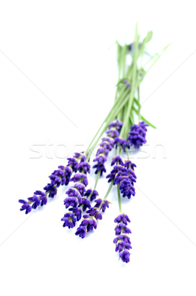 Lavendel vers bloem zomer parfum kruiden Stockfoto © ChrisJung