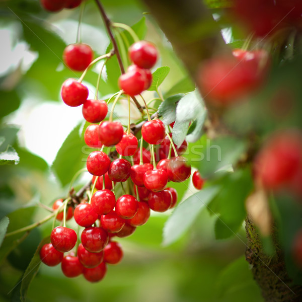 Wiśni wiśniowe drzewo owoców ogród lata Zdjęcia stock © ChrisJung