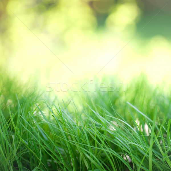 Organikus zöld fű nyár Stock fotó © ChrisJung