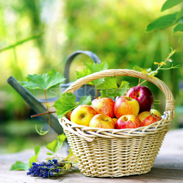 収穫 時間 新鮮な リンゴ バスケット 食品 ストックフォト © ChrisJung