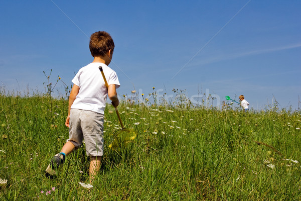 Motyl hunter charakter trawy krajobraz lata Zdjęcia stock © chrisroll