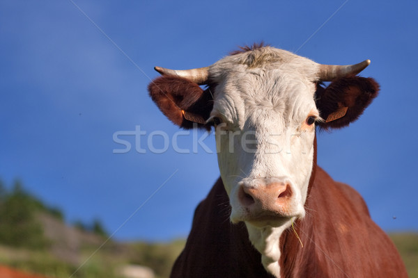 Cow in a prairie Stock photo © chrisroll