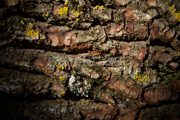 Schors textuur boom achtergrond texturen Stockfoto © chrisroll