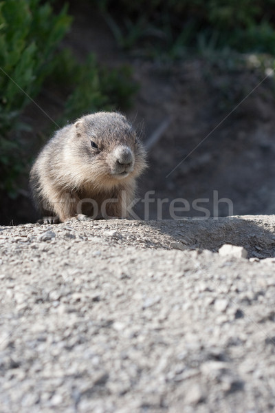 baby marmot close-up Stock photo © chrisroll