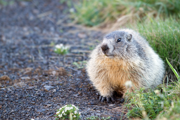 marmot in the alps Stock photo © chrisroll