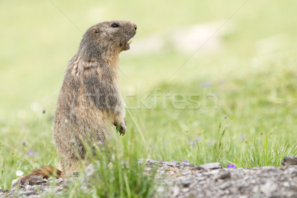 Alpine Marmot - Marmota Stock photo © chrisroll