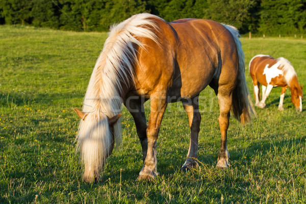 blond Horse Stock photo © chrisroll