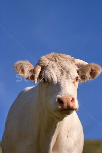 Kuh Prärie weiß Gras Bereich Bauernhof Stock foto © chrisroll