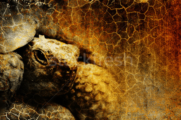 old tortoise Stock photo © chrisroll