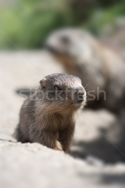 baby marmot close-up Stock photo © chrisroll