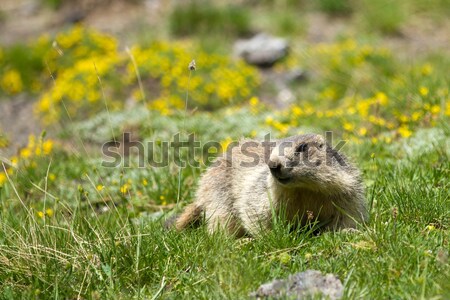 marmot in the alps Stock photo © chrisroll