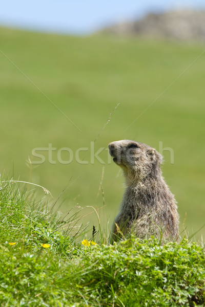 marmot in the alps Stock photo © chrisroll