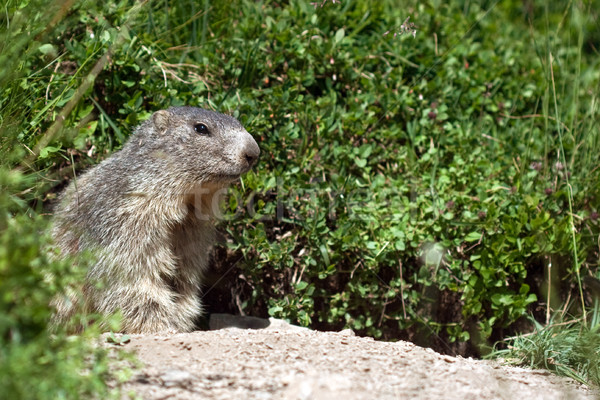 marmot in the nature Stock photo © chrisroll