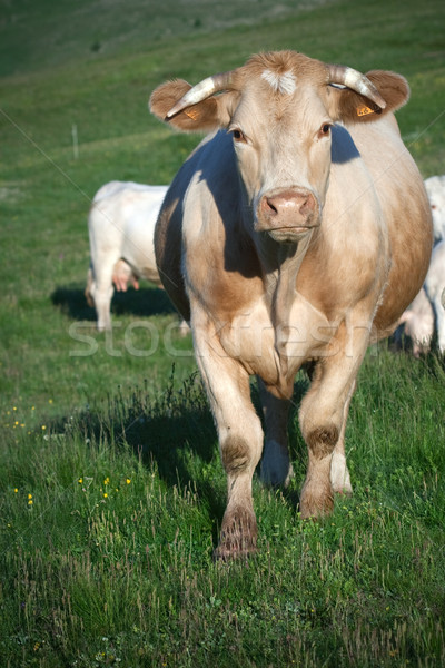 Stock photo: cow in a meadow