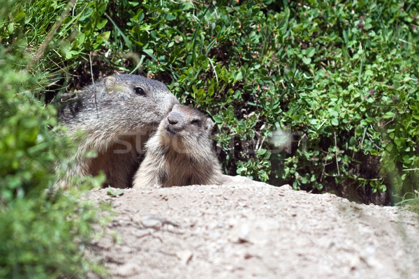 alpine baby marmot Stock photo © chrisroll