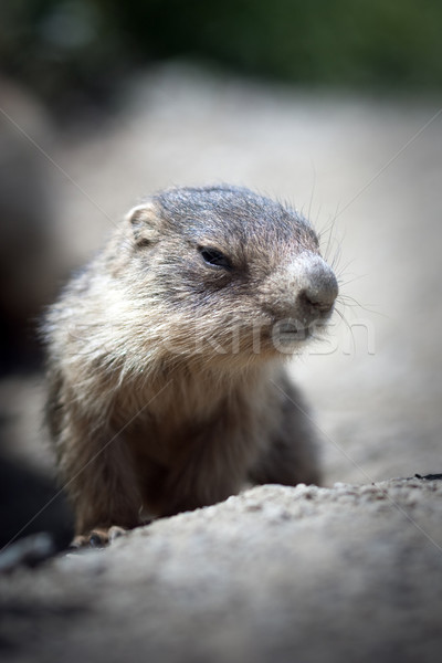 baby marmot close-up Stock photo © chrisroll