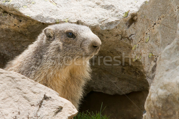 Alpine Marmot - Marmota Marmota Stock photo © chrisroll