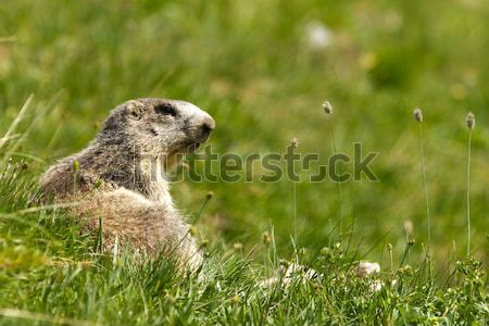 Alpine Marmot - Marmota Marmota Stock photo © chrisroll
