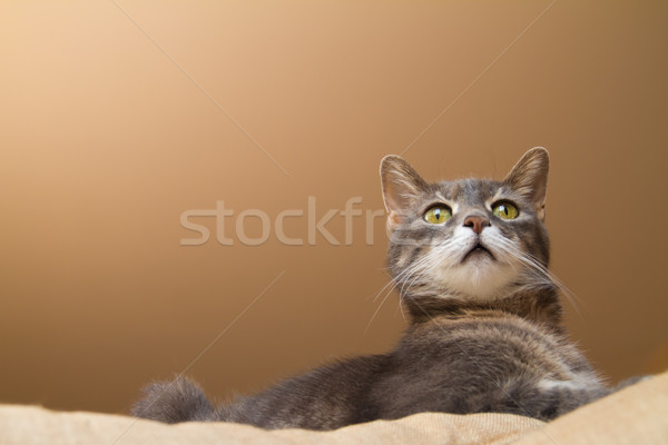 Pisică galben ochi faţă portret negru Imagine de stoc © chrisroll