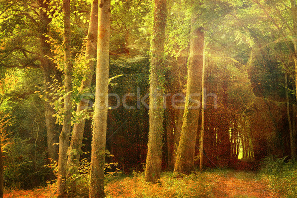 Deep forest Stock photo © chrisroll