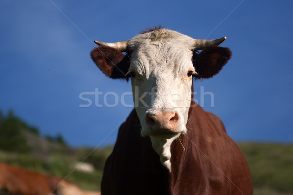 Vacă prerie portret natură peisaj vară Imagine de stoc © chrisroll