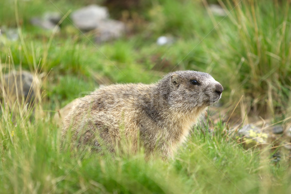 marmot in the alps Stock photo © chrisroll