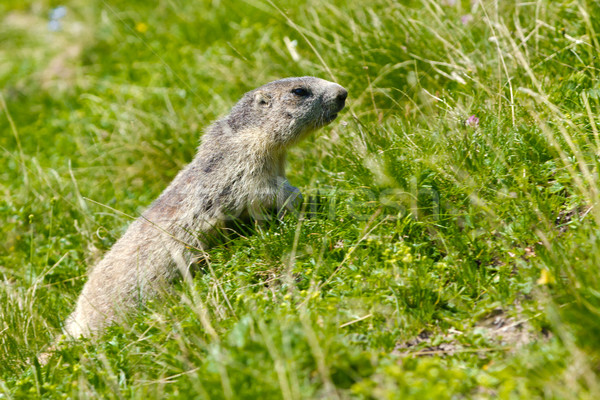 marmot in the alps Stock photo © chrisroll