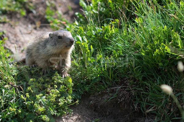 alpine baby marmot Stock photo © chrisroll