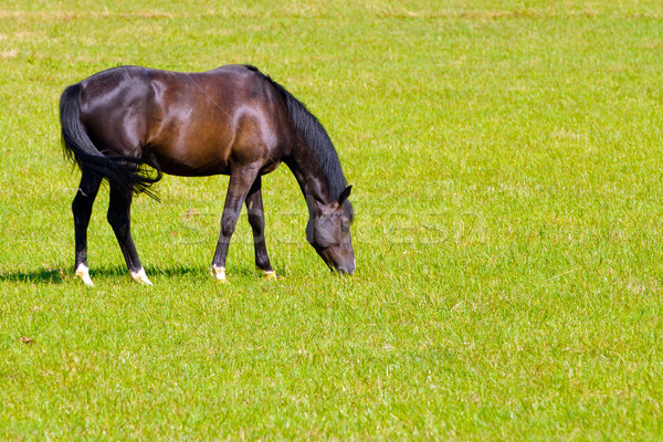 Paard prairie voorjaar gras natuur zomer Stockfoto © chrisroll