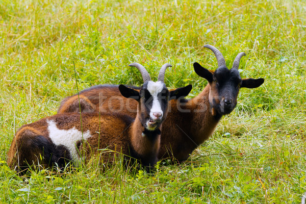 Goats on a green meadow Stock photo © chrisroll