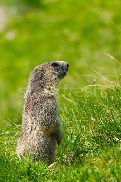 marmot in the alps Stock photo © chrisroll