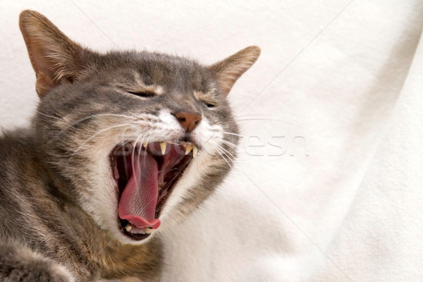打哈欠 貓 白 沙發 面對 牙齒 商業照片 © chrisroll