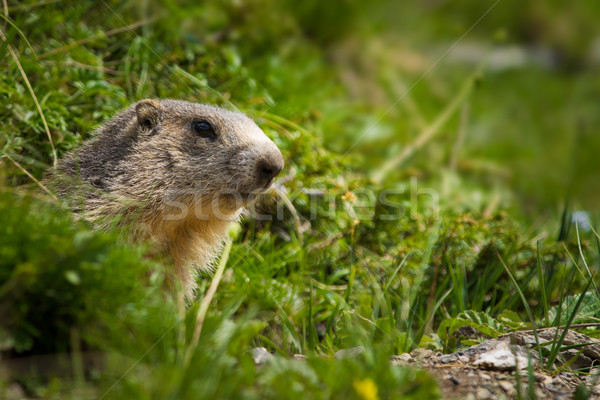 marmot in the alps Stock photo © chrisroll