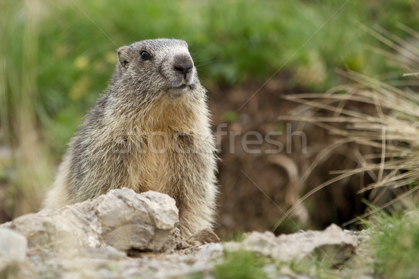 Foto stock: Alpes · cute · sol · naturaleza · montana · verano