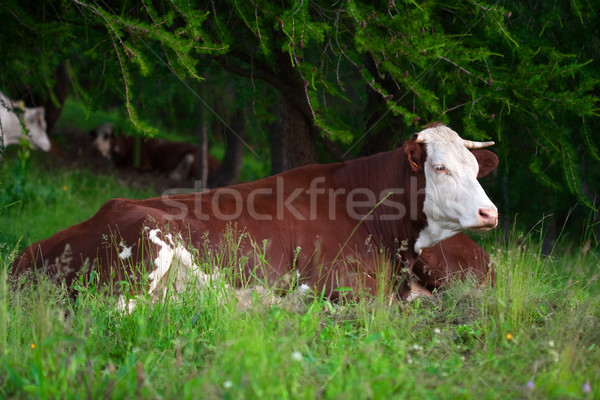 Vacă prerie franceza alpi natură peisaj Imagine de stoc © chrisroll