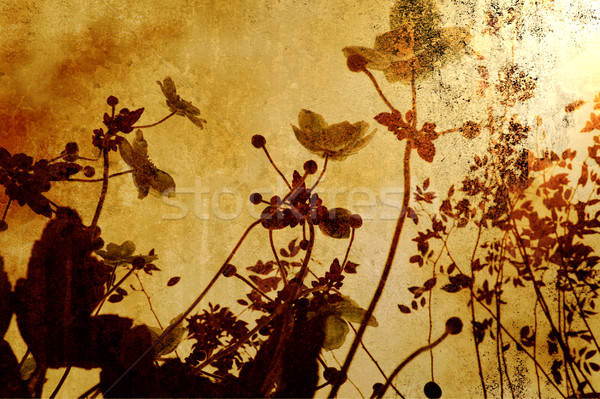 Vintage fleurs photos soleil fleur texture [[stock_photo]] © chrisroll