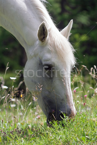 horse grazing in a prairie Stock photo © chrisroll