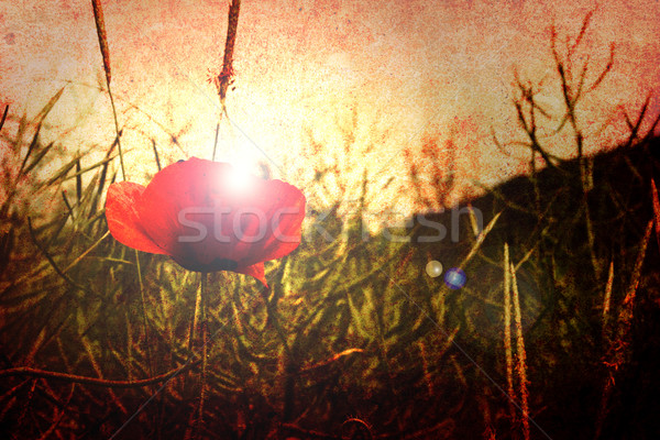 red poppy Stock photo © chrisroll