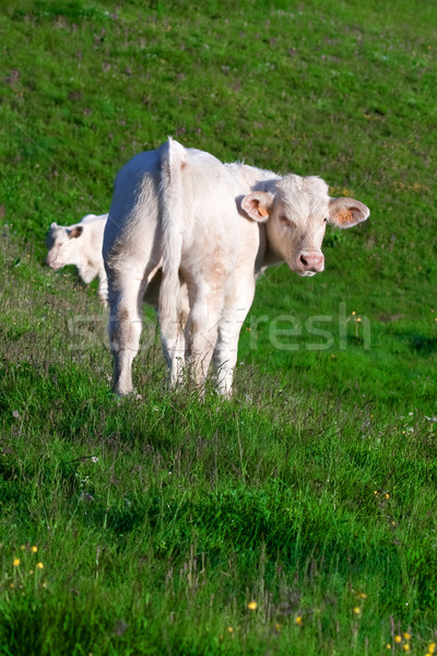 Koe prairie witte natuur landschap zomer Stockfoto © chrisroll